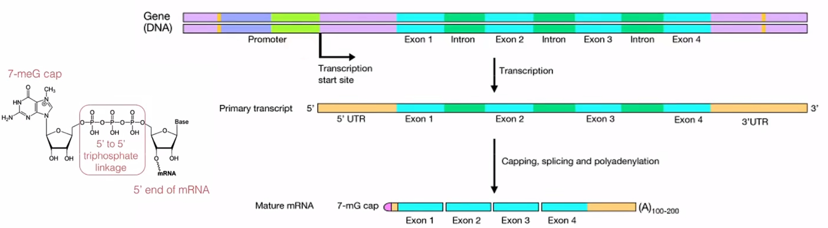 RNAstructure